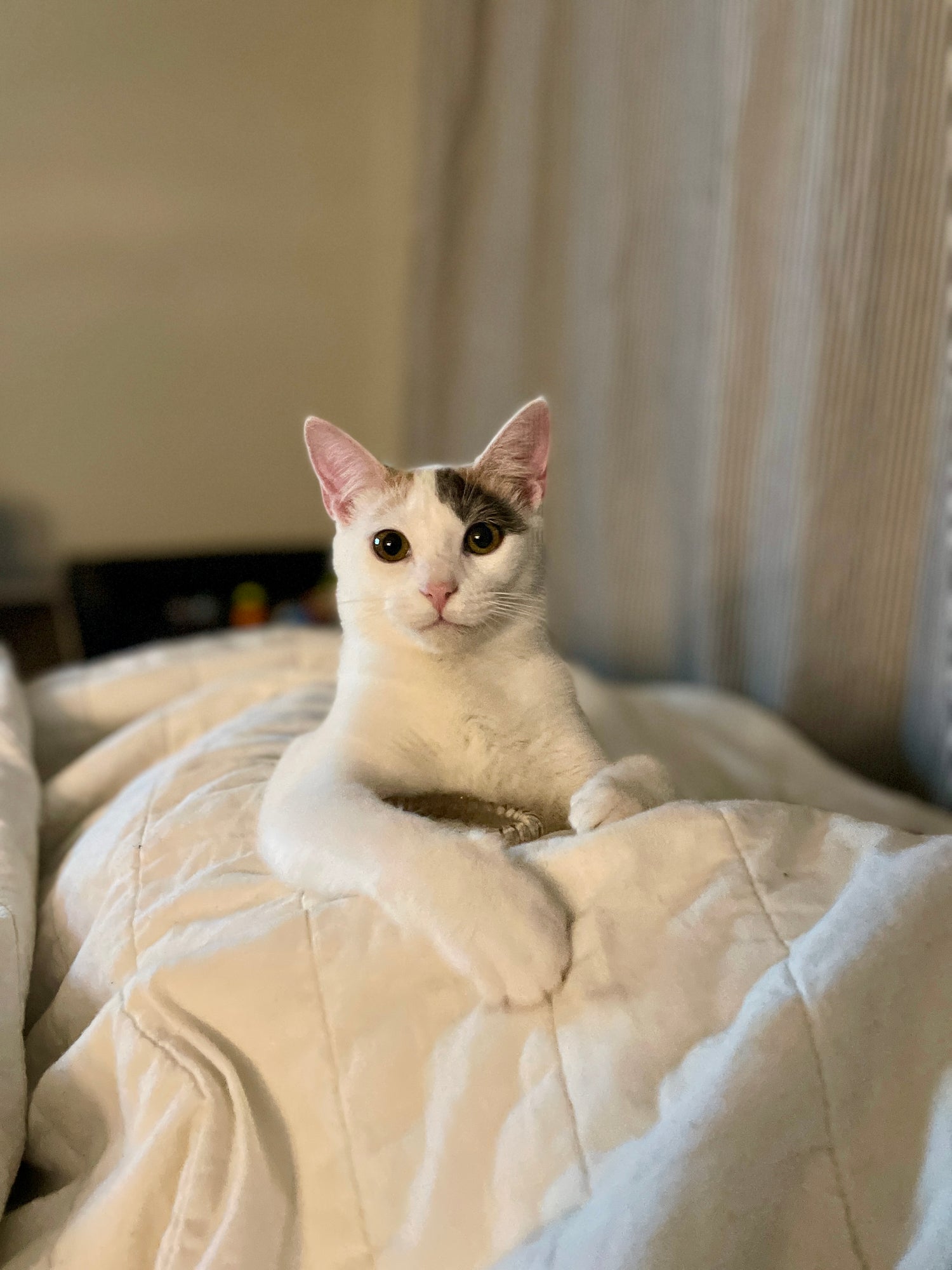 Art For Your Cat About Us