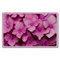 Blooming Pink Flowers