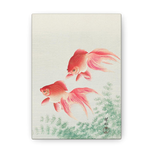 Two Veil Goldfish