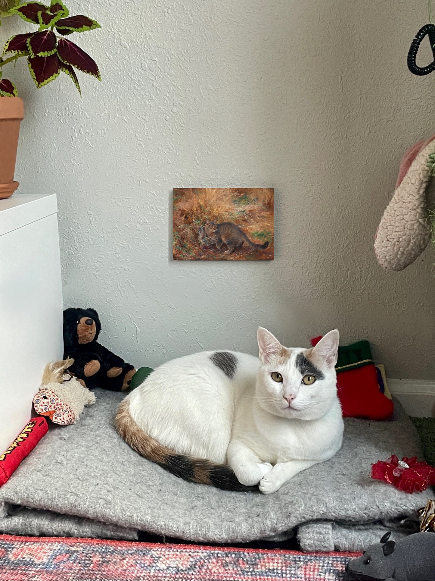 Cat with European Green Woodpecker