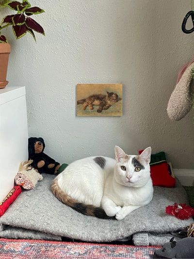 Cat Resting