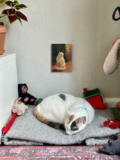 Gato blanco y dos mariposas de azufre.