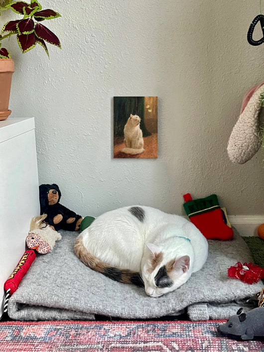 Gato blanco y dos mariposas de azufre.