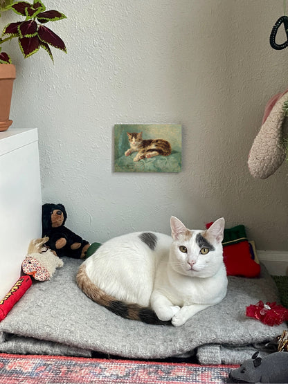Cat Nap
