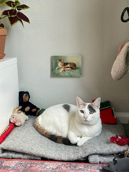 siesta de gato