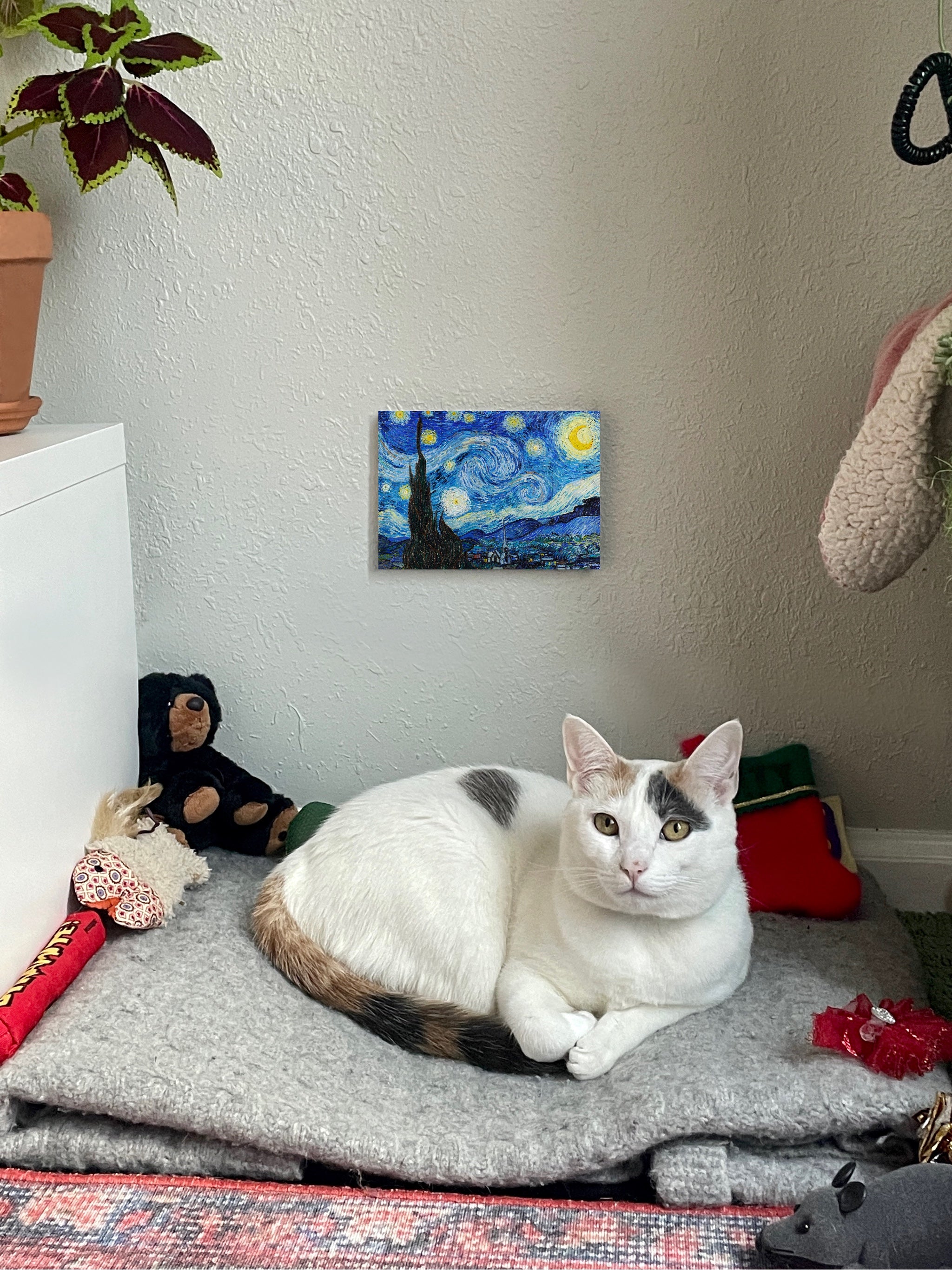 The Starry Night
