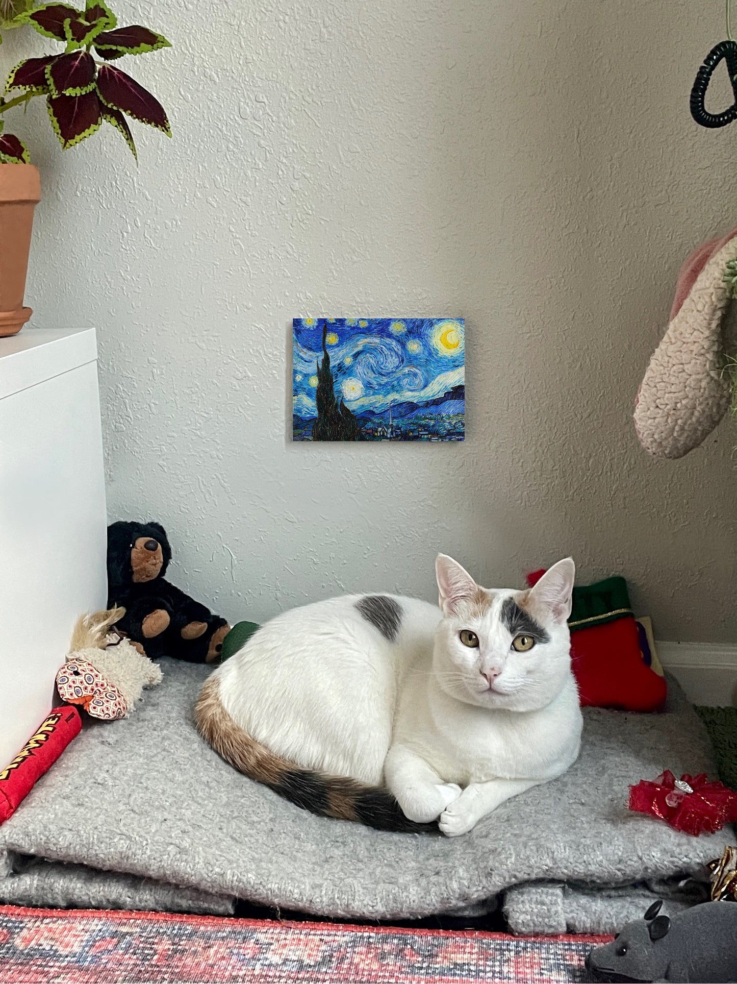 The Starry Night