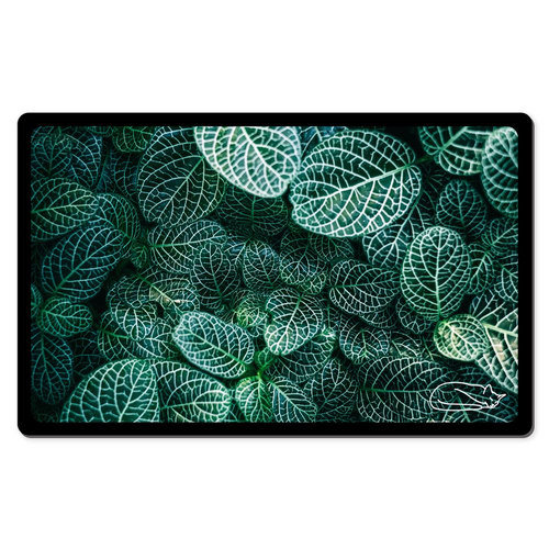 Fittonia Albivenis