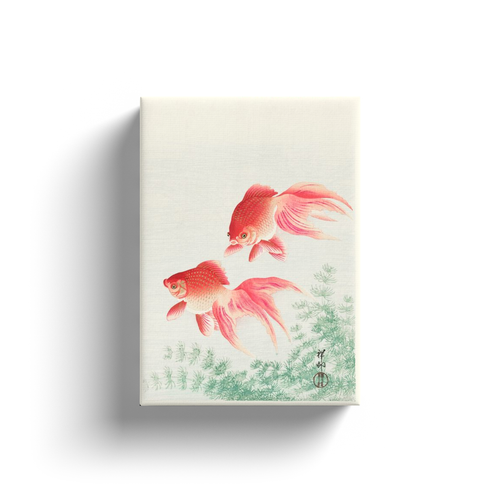 Two Veil Goldfish